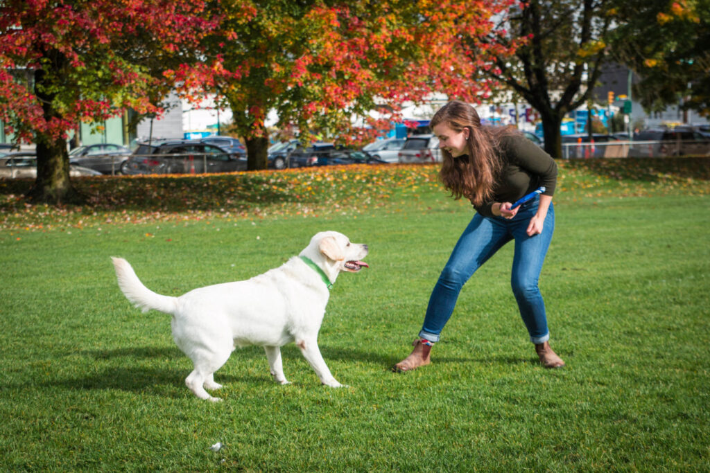 Large white Labrador retriever dog performing a training trick outdoors in autumn setting